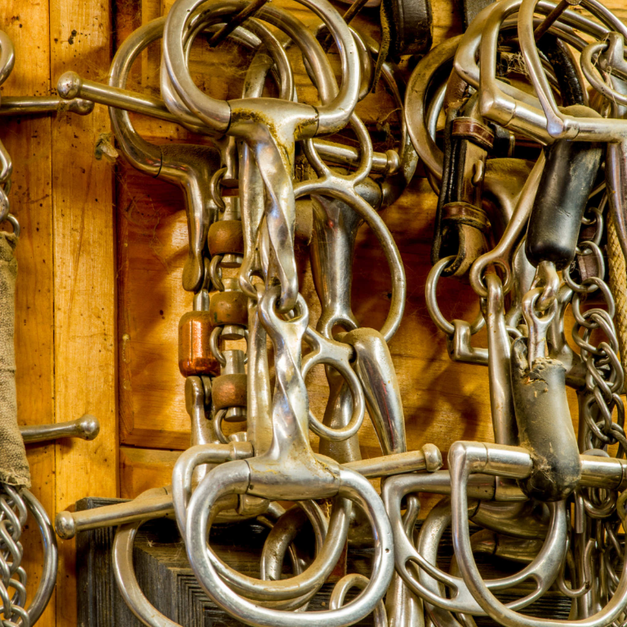 Collection of metal horse bits hanging on a wooden wall.